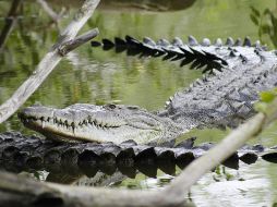 Son varios los ataques de cocodrilos a personas en Puerto Vallarta; también el hallazgo de ejemplares muertos. NTX / ARCHIVO