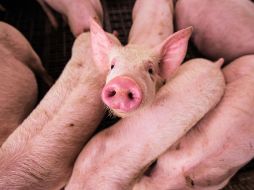 Según expone la Organización Mundial de la Salud (OMS) en su página web, los virus de la gripe porcina, por lo general, no infectan a los humanos. UNSPLASH / D. SAN