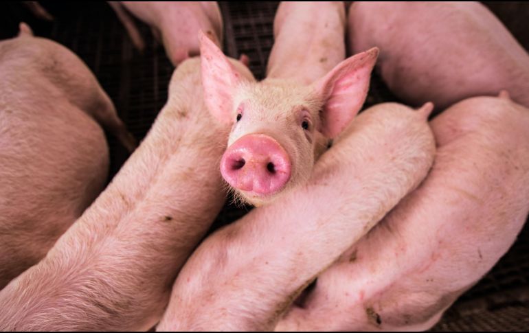 Según expone la Organización Mundial de la Salud (OMS) en su página web, los virus de la gripe porcina, por lo general, no infectan a los humanos. UNSPLASH / D. SAN