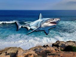En más de 60 años no se tenía el registro de ataque de tiburón en playas de Jalisco. EL INFORMADOR / O. Álvarez